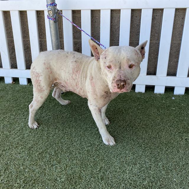 Gollum, a Pit Bull Terrier, available for adoption