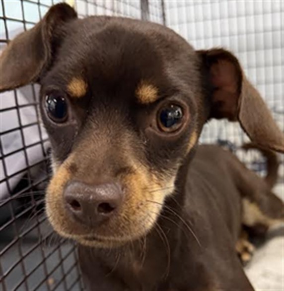 Bumble Bee, a Chihuahua, available for adoption