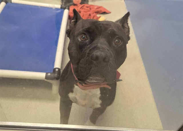 Teddy, a Pit Bull Terrier, available for adoption