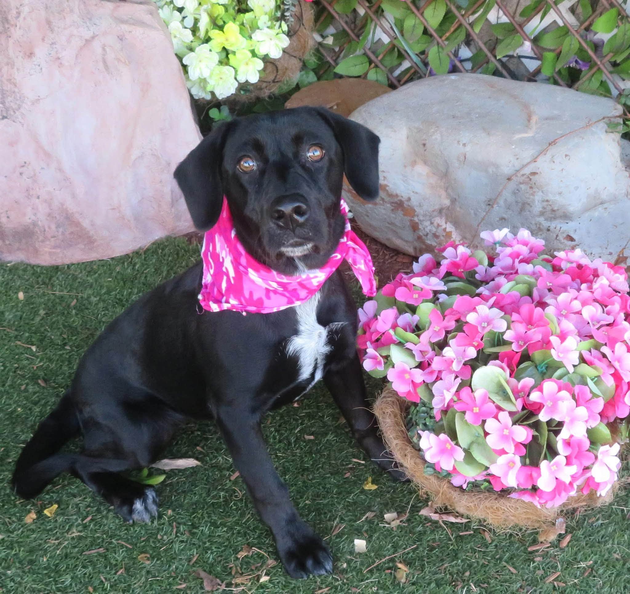 Finley, a Labrador Retriever, available for adoption