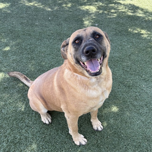 Adoptable pet photo