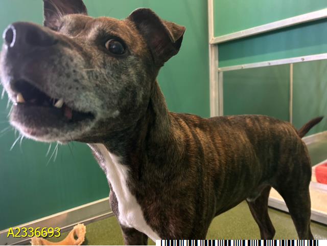 Mojo, a Hound (mix breed), available for adoption