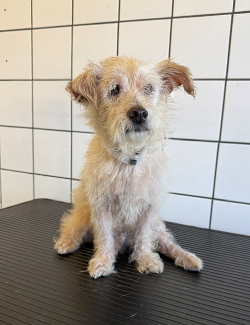 Freddy, a Terrier, available for adoption