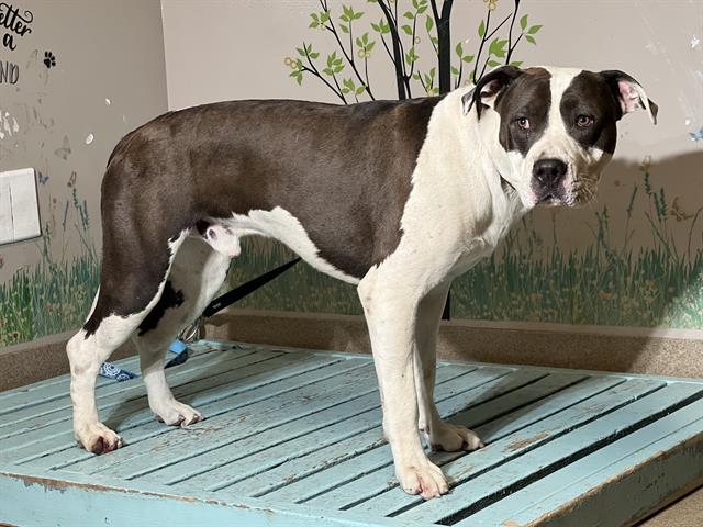 Tyson, a Pit Bull Terrier, available for adoption