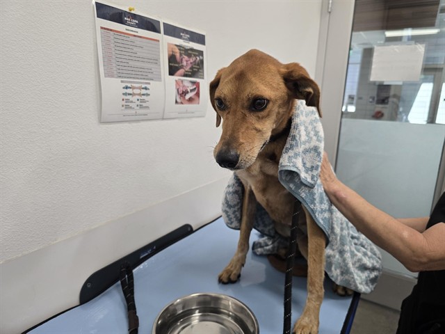 Rose, a Labrador Retriever (mix breed), available for adoption