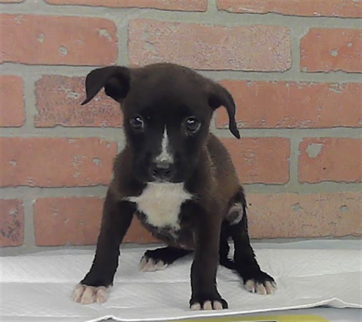 Lilith, a Staffordshire Bull Terrier (mix breed), available for adoption