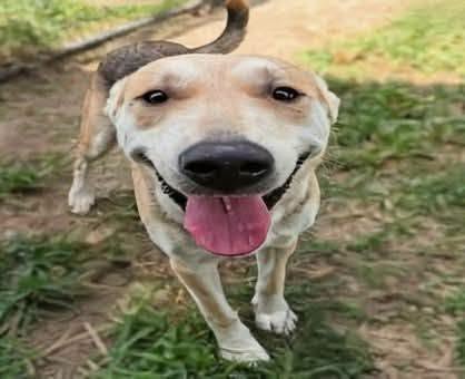 Simon, a Shepherd, available for adoption