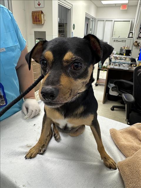 Jess, a Miniature Pinscher, available for adoption