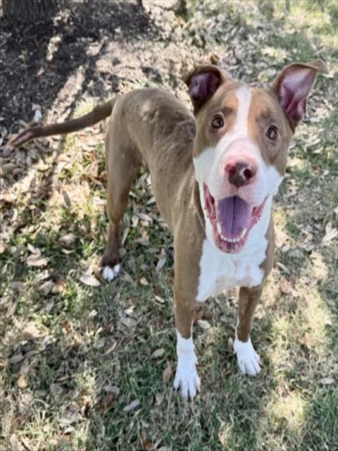 Zeus, a Staffordshire Bull Terrier (mix breed), available for adoption