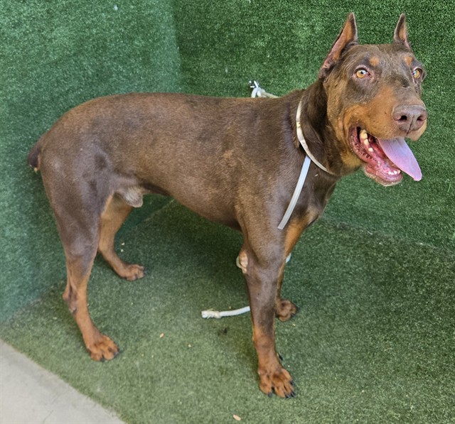 Ludwig, a Doberman Pinscher, available for adoption