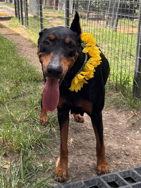 Harlow, a Doberman Pinscher (mix breed), available for adoption