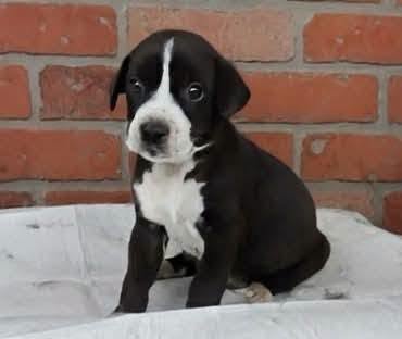 A2090334, a American Staffordshire Terrier, available for adoption