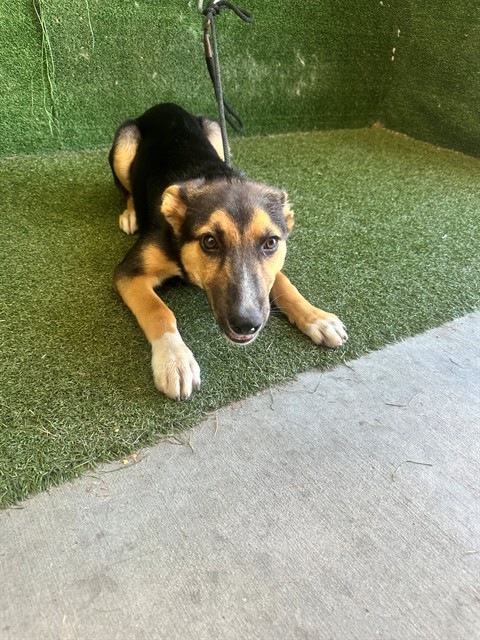 Adoptable pet photo