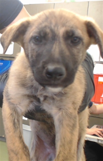 Adoptable pet photo