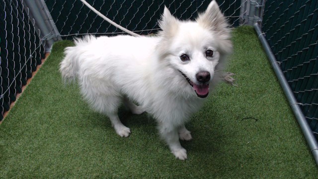 Adoptable pet photo