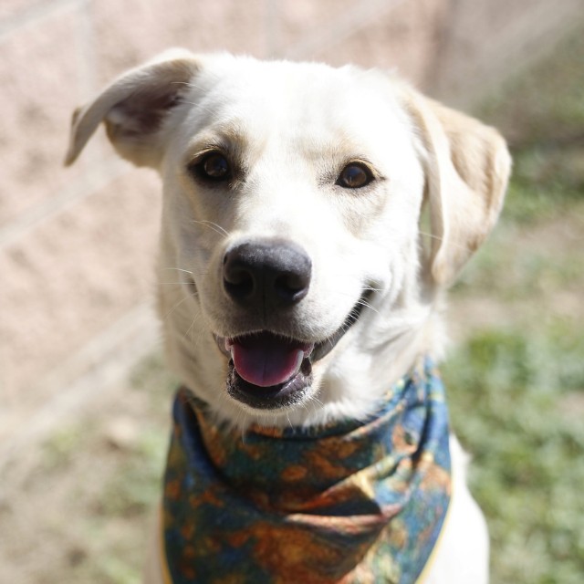 Adoptable pet photo