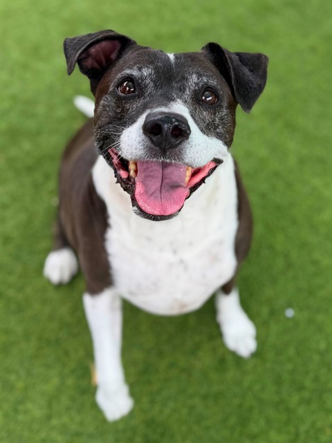 Adoptable pet photo