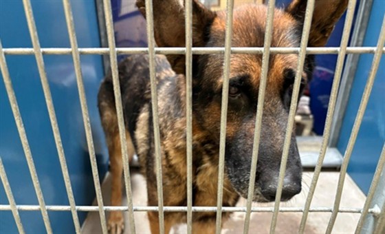 Adoptable pet photo
