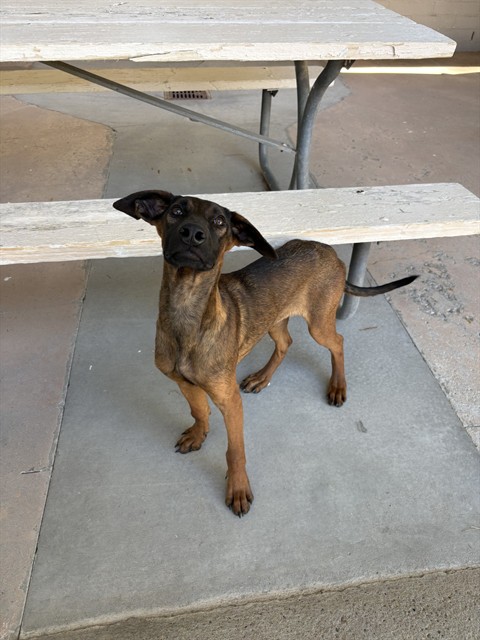 Adoptable pet photo