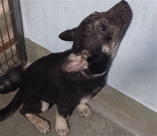 Adoptable pet photo
