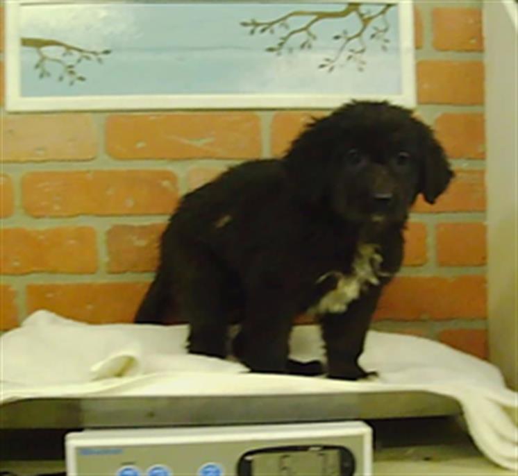 Adoptable pet photo