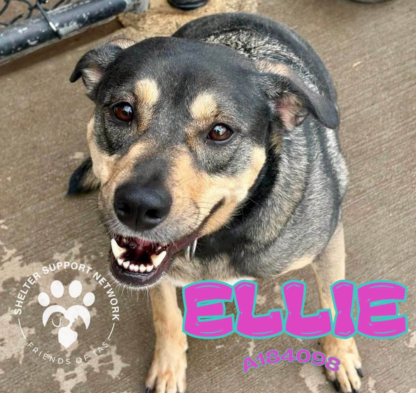 Adoptable pet photo