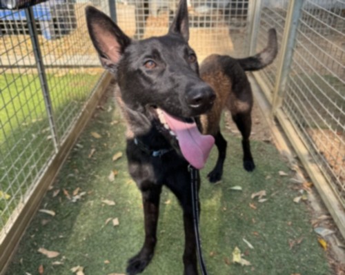 Belgian Shepherd Malinois available for adoption