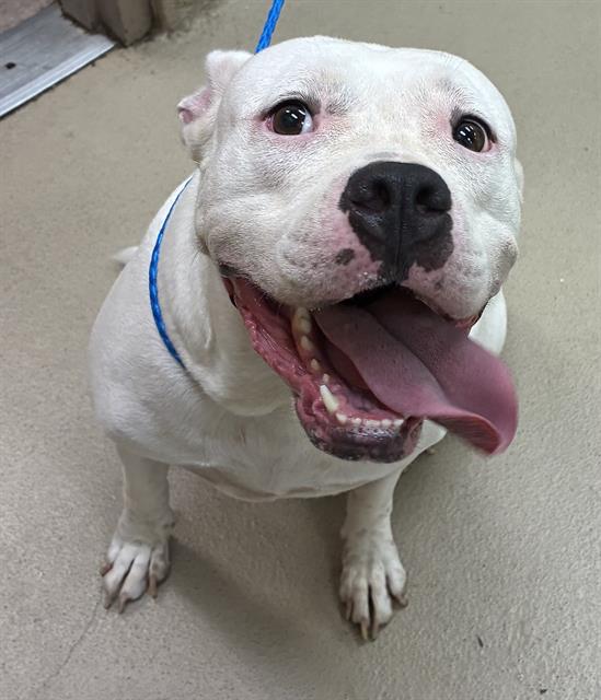 Katrina, a Pit Bull Terrier, available for adoption