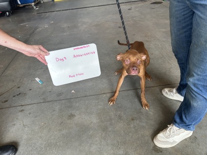 Pirate, a Terrier (mix breed), available for adoption