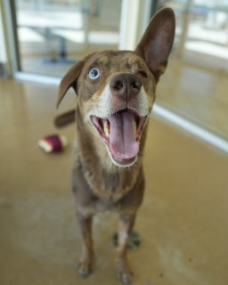 Deebo, a Shepherd (mix breed), available for adoption