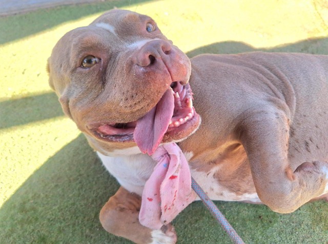 Honey Bun, a Bullmastiff (mix breed), available for adoption
