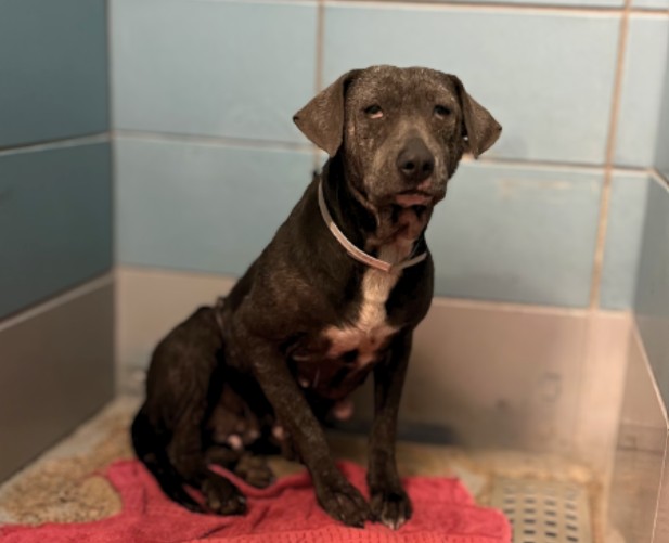 Tania, a Staffordshire Bull Terrier (mix breed), available for adoption