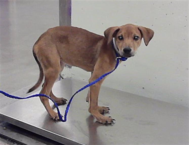 Fauna, a Redbone Coonhound (mix breed), available for adoption