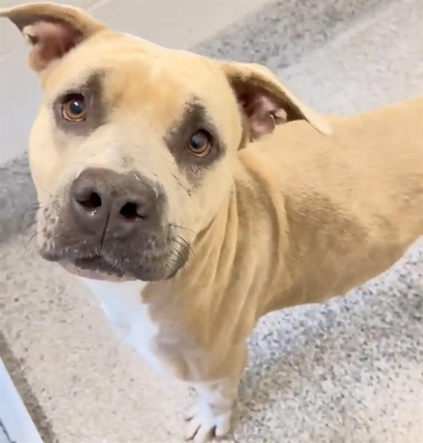 Elsa, a Pit Bull Terrier, available for adoption