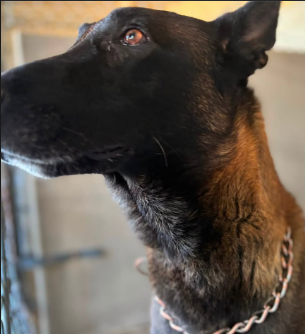 Liam, a Belgian Shepherd Malinois, available for adoption