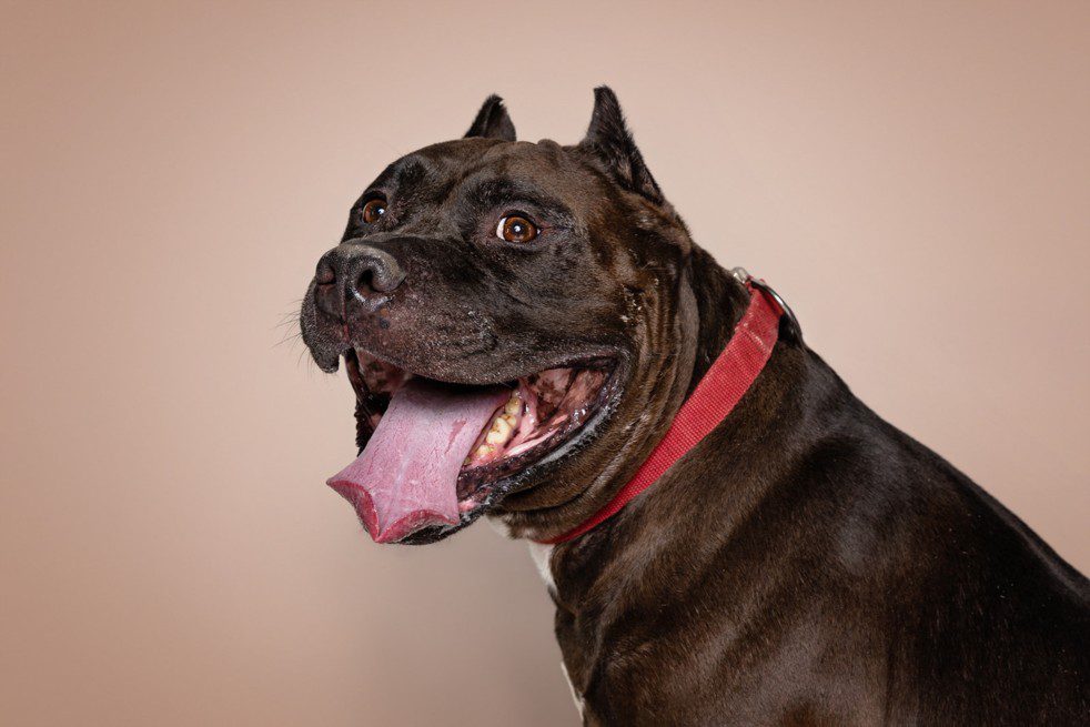 Mad Hatter, a Cane Corso Mastiff, available for adoption