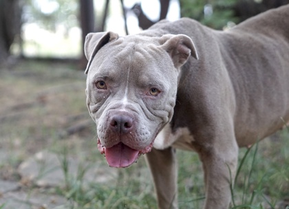 Alexander Hamilton, a Pit Bull Terrier, available for adoption