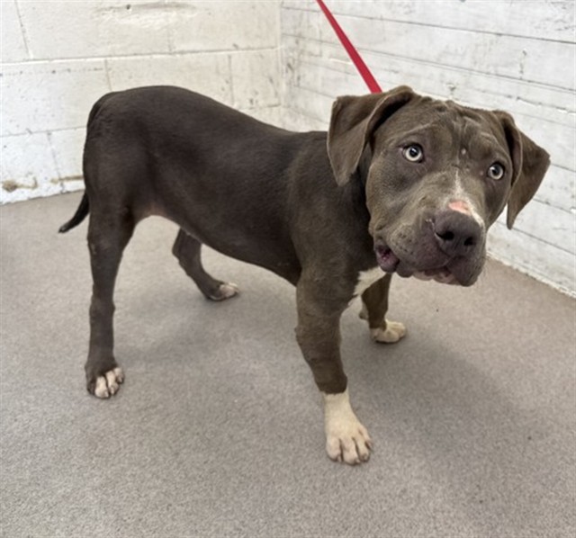 Brie, a Pit Bull Terrier, available for adoption