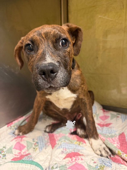 Corn Bread, a Pit Bull Terrier (mix breed), available for adoption
