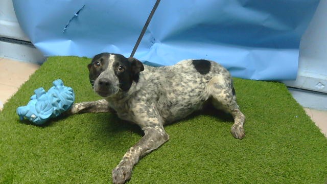 A5799279, a Cattle Dog, available for adoption