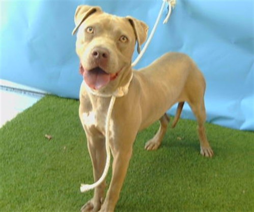 A5799228, a Bullmastiff, available for adoption