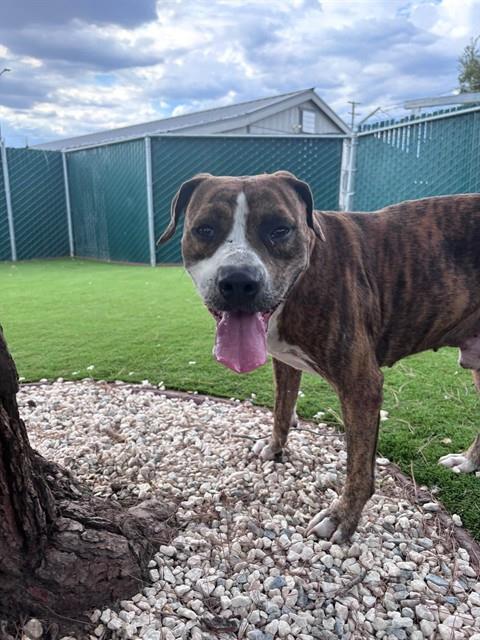 Billy, a Pit Bull Terrier, available for adoption