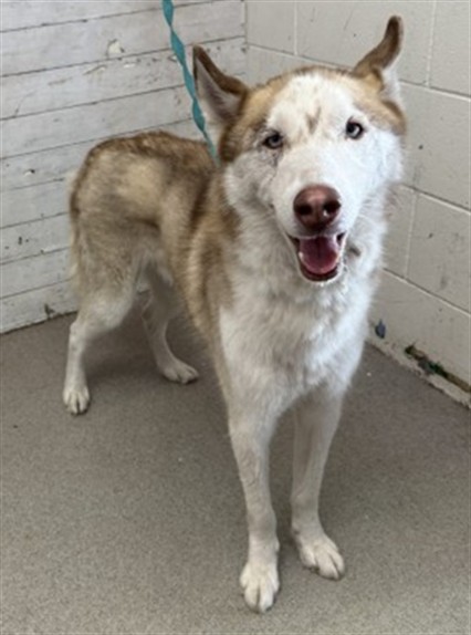 Brandy, a Siberian Husky, available for adoption
