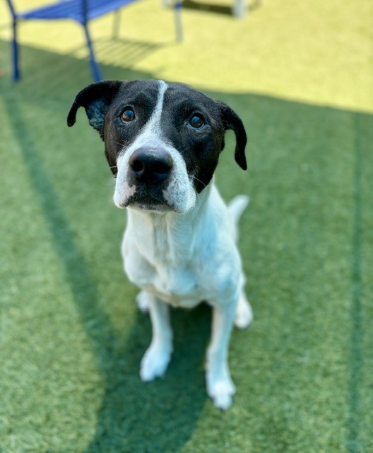 Henry, a American Staffordshire Terrier (mix breed), available for adoption