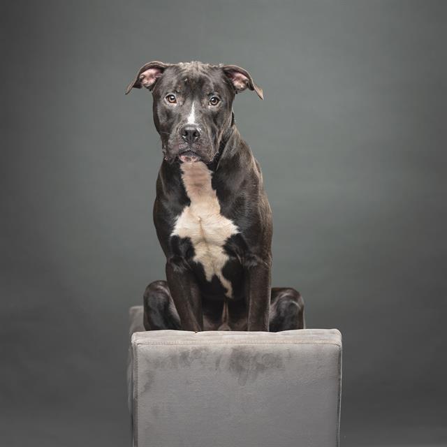 Brody, a Pit Bull Terrier (mix breed), available for adoption