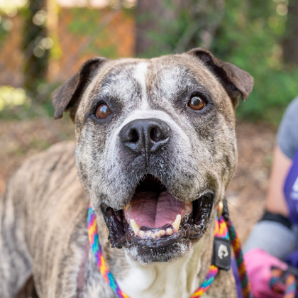 Debo, a Pit Bull Terrier (mix breed), available for adoption