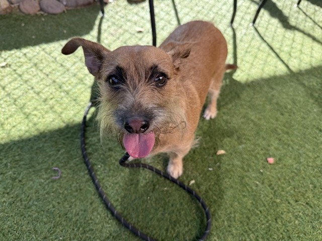 Harley Little Man, a Chihuahua (mix breed), available for adoption