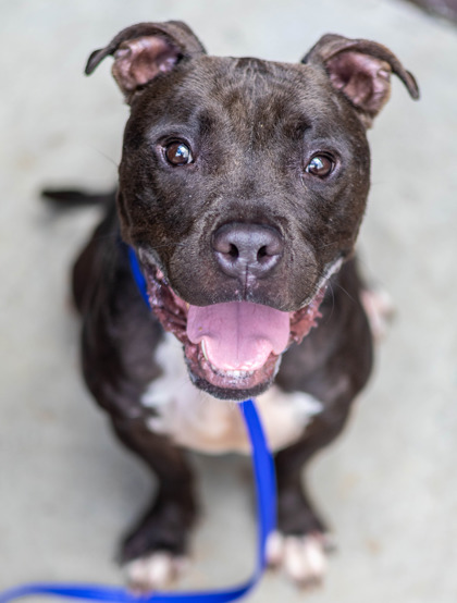 Chase, a Pit Bull Terrier (mix breed), available for adoption