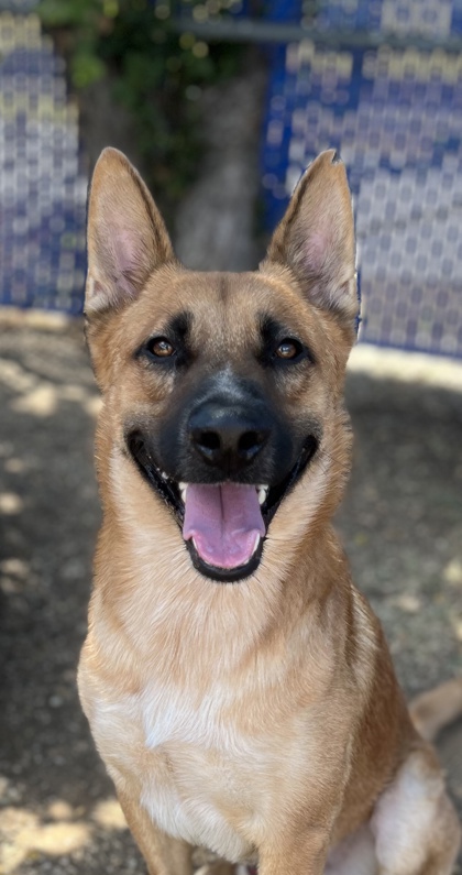Willie, a Belgian Shepherd Malinois, available for adoption