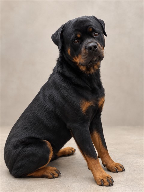 A5800960, a Rottweiler, available for adoption